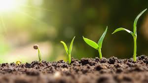 La memoria de las plantas: ¿de qué se acuerdan y por qué es vital para su  supervivencia? - BBC News Mundo
